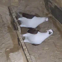 پشت سرخ بدرنگ خوشرنگ