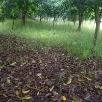 ۴۵۰ متر باغچه دارای انواع درخت (قابل ساخت)