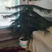 سرو مطبق ۳ساله بسیار زیبا وجوان