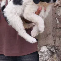 ۳ تا تیل ماده قدرجونی روزگاری