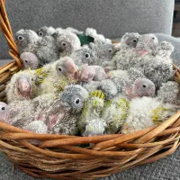 گرینچیک سانچیک، ردچیک، تراکوییس یلوساید، دایلوت