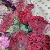 ((رز هلندی درجه یک))