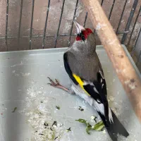 سهره نر