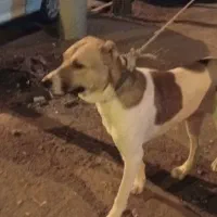 سگ نر|سگ|مشهد, شهرک امام هادی (شهرک غرب)|دیوار