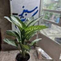 دیفن باخیا سالم و شاخ‌پر با قیمت ویژه