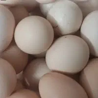 تخم مرغ محلی
