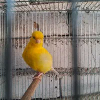قناری .سهره