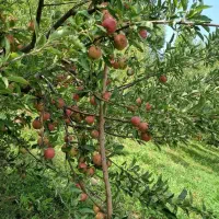 سیب|خوردنی و آشامیدنی|ارومیه, |دیوار