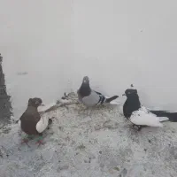 کبوترماده