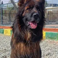 توله ژرمن توله دوبرمن