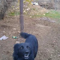 سگ گمشده|حیوانات|خرمآباد, |دیوار