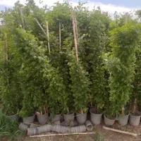 حراج گل گیاه فقط به مدت محدود