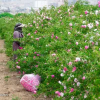 زمین فروشی