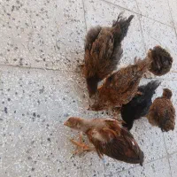جوجه محلی