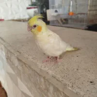 جوجه عروس هلندی