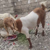 گوسفند
