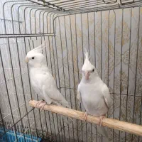 یک جفت عروس هلندی البینو چشم شرابی مولد