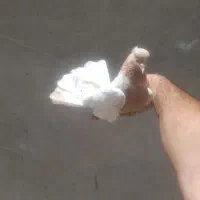 کفتر کبوتر کله زرد تهرانی