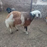 سرگرمی فراقت