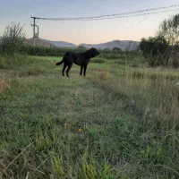 سگ سرابی