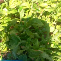 نشاء گوجه|خدمات باغبانی و درختکاری|ابهر, |دیوار