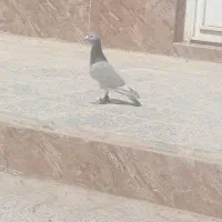 کفتر|پرنده|رشتخوار, |دیوار
