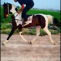 اسب کورسی