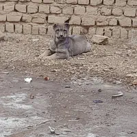 سگ سراب|سگ|خرمدره, |دیوار