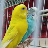 مرغ عشق نر و ماده