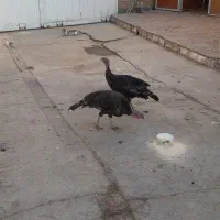 بوقلمون