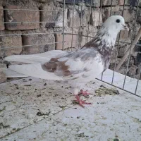 کفتر جفت