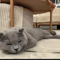 گربه