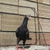 نر زاغ کاریر درشتو خوشگل اس اس