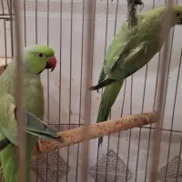 یک جفت طوطی ملنگو جوان وحلقه پا