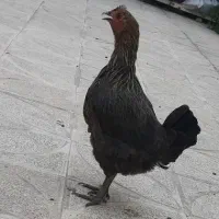 مرغ|حیوانات مزرعه|ایوان, |دیوار