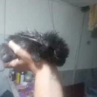 خرگوش لپی دستی دستی بامزه بازی گوش  اسمش خشمه شب