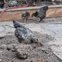 جوجه خروس  محلی درشت و سر حال ۸ عدد