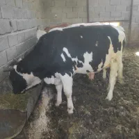 گاو گوساله بره گوسفند