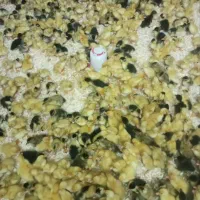 جوجه اردک پکنی