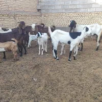 شیش عدد بز دوقلو زا