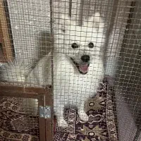 سگ خونگی|سگ|اصفهان, باغ زرشک|دیوار