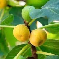 پیش فروش درخت انجیل پر محصول