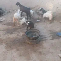 سه عدد بز جوان و سه عدد بزغاله