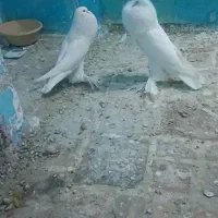 کبوتر بادکنکی وسرور 40سانتی