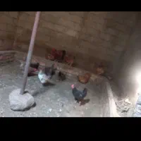 مرغ وخروس۶ماهه