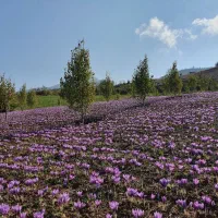 پیاز زعفران درجه یک (روستای ترسه مینودشت )