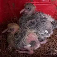 جوجه‌کبوتر‌گرک‌اصینم‌