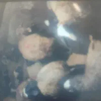 گوسفند