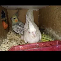 عروس جفت رو تخم