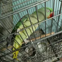 شاه طوطی ماده